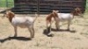 3X BOER GOAT DOE Vaughan Olcker