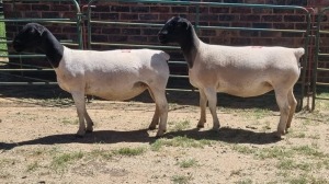 2X DORPER EWE Bashewa Dorpers