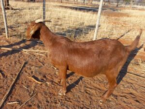 1 X OOI/EWE JC PRETORIUS BOERGOAT STUD - S