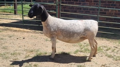 1X DORPER EWE Bashewa Dorpers