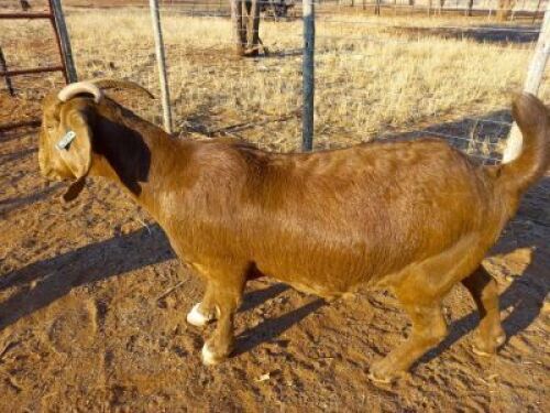 1 X OOI/EWE JC PRETORIUS BOERGOAT STUD - F