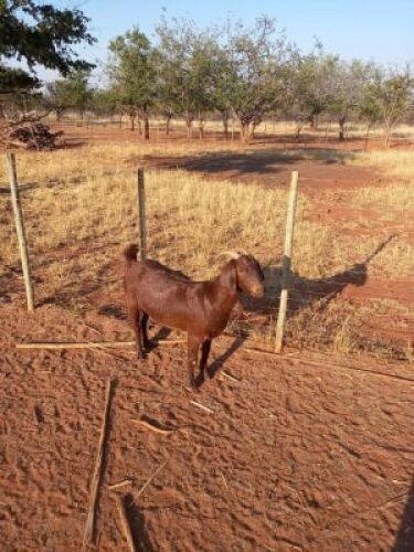 1 X OOI/EWE JC PRETORIUS BOERGOAT STUD - F