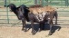 2X MEATMASTER EWE Imstra Meat Traders