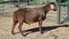 1X MEATMASTER RAM Imstra Meat Traders