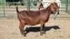 1X KALAHARI RED DOE Imstra Meat Traders