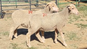 2X MERINO EWE Imstra Meat Traders