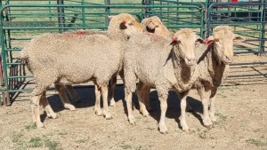 4X MERINO EWE Imstra Meat Traders