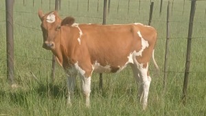 1X COW FEMALE William