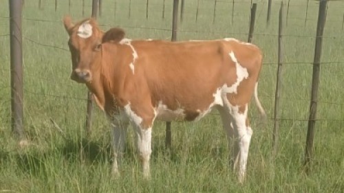 1X COW FEMALE William