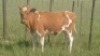 1X COW FEMALE William