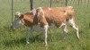 1X COW FEMALE William