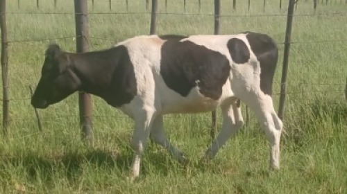 1X COW FEMALE William