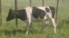 1X COW FEMALE William