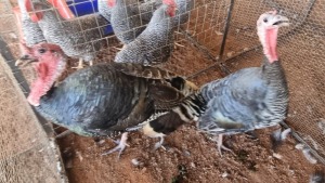 2X TURKEY MALE & FEMALE Zorgenfrei