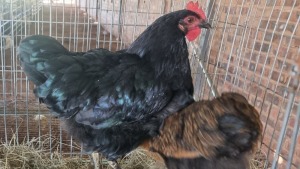 2X CHICKENS ROOSTER & HEN Zorgenfrei