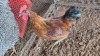 1X CHICKENS ROOSTER Ch Landgoed