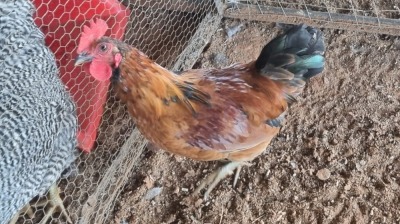 1X CHICKENS ROOSTER Ch Landgoed