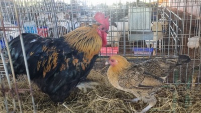 2X CHICKENS ROOSTER & HEN Zorgenfrei