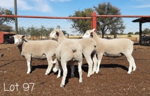 LOT 97 4 X Ooie Ruan Erasmus (PER STUK OM LOT TE NEEM)