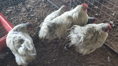 5X CHICKENS Gideon