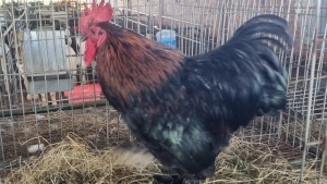 1X CHICKENS ROOSTER Zorgenfrei