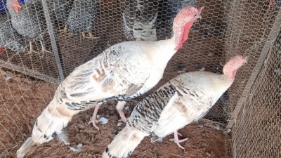 2X TURKEY MALE & FEMALE Zorgenfrei