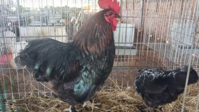 2X CHICKENS ROOSTER & HEN Zorgenfrei