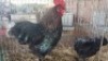 2X CHICKENS ROOSTER & HEN Zorgenfrei