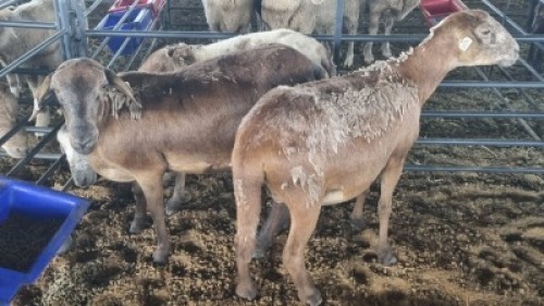3X MEATMASTER EWE Gideon