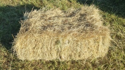 21X SQUARE BALES Zorgenfrei