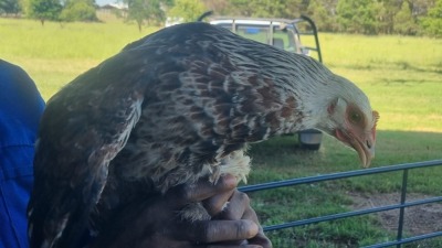 2X CHICKENS HEN A Cloete