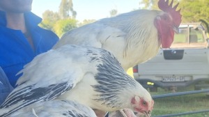 4X CHICKENS ROOSTER & HEN A Cloete