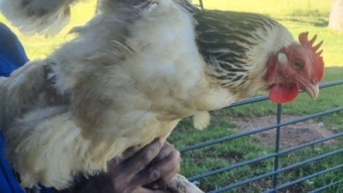 1X CHICKENS HEN A Cloete