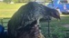 15X CHICKENS ROOSTER & HEN A Cloete - 2