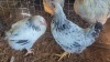 2X CHICKENS HEN A Cloete - 2