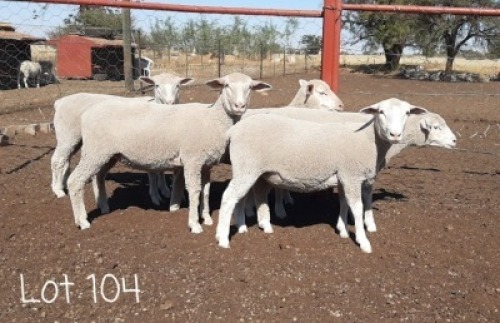 LOT 104 6 X Ooie Ruan Erasmus (PER STUK OM LOT TE NEEM)