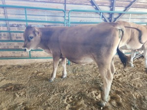 COW MALE