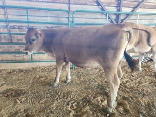 COW MALE