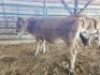 COW MALE