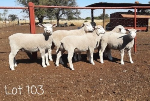 LOT 103 5 X Ooie Ruan Erasmus (PER STUK OM LOT TE NEEM)