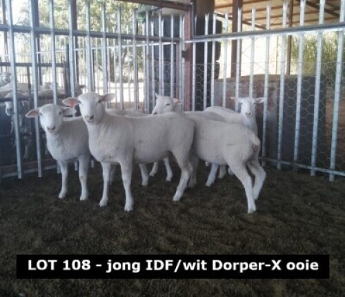 LOT 108 X Jong IDF/Wit Dorper-X ooie Wouter Mentz (PER STUK OM LOT TE NEEM)