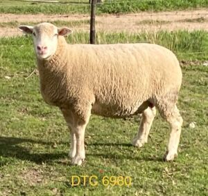 LOT 43 EWE : DTC 16 09 - CLARKE SD & TA