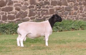 LOT 15 1 X DORPER RAM IF NEL - T5