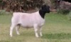 ONTTREK - LOT 31 1 X DORPER RAM IF NEL - 2