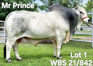 1X GREY BRAHMAN BULL WBS 21/842 Wayside Brahman Stud