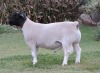 LOT 16 1 X DORPER RAM IF NEL - T4