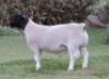 LOT 16 1 X DORPER RAM IF NEL - T4