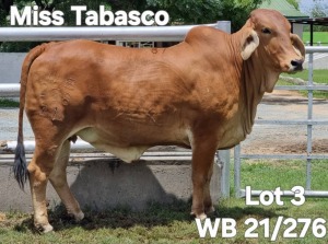 1X RED BRAHMAN HEIFER WB 21/276 Wayside Brahman Stud