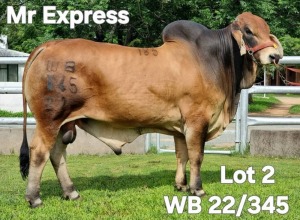 1X RED BRAHMAN BULL WB 22/345 Wayside Brahman Stud