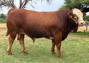 1X SIMMENTALER BULL LRA2183 Lussim Stud Breeder